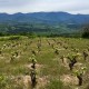 Cal Vineyards - Wine Route