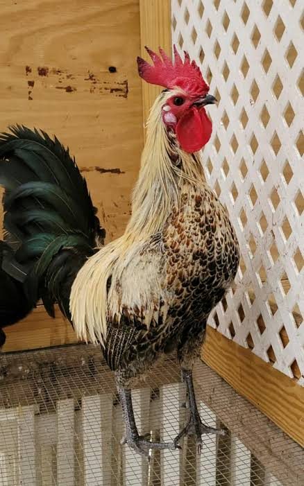 A Denizli rooster. In its first year the crow lasts around twenty seconds; in the second and third it gets longer.
